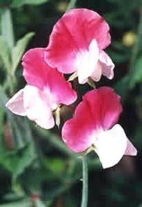 معرفی گل و گیاه >>>>>> نخود گل معطر: Lathyrus odoratus