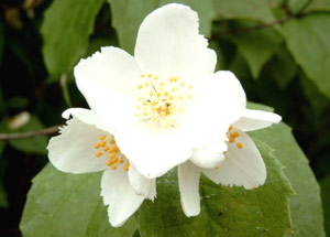 معرفی گل و گیاه >>>>>> نرگس درختی: Philadelphus coronarius