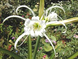 معرفی گل و گیاه >>>>>> نرگس زرد کشور پرو: Hymenocallis narcissiflora