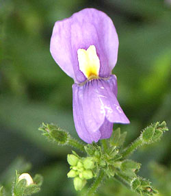 معرفی گل و گیاه >>>>>> نمسیا: Nemesia Caerulea