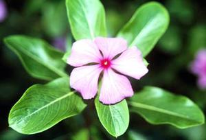 معرفی گل و گیاه >>>>>> نوعی پروانش: Catharanthus roseus