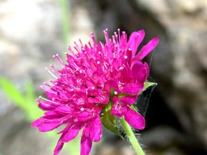 معرفی گل و گیاه >>>>>> نویتا: Knautia macedonica