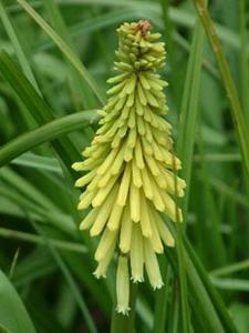 معرفی گل و گیاه >>>>>> نیفوفیای: Percy kniphofia