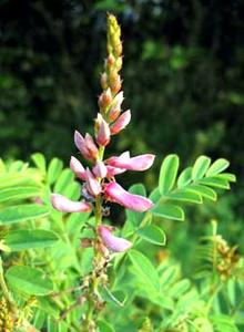 معرفی گل و گیاه >>>>>> نیلی: Indigofera amblyantha