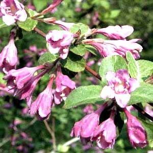 معرفی گل و گیاه >>>>>> واگیلیا: Weigela praecox