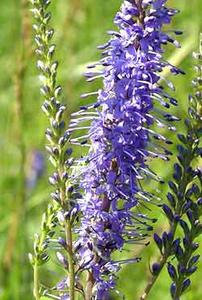 معرفی گل و گیاه >>>>>> ورونیکا (سیزاب): Veronica longifolia Romiley Purple