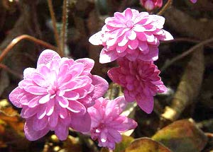 معرفی گل و گیاه >>>>>> هپاتیکا: Hepatica Rubra Plena nobilis