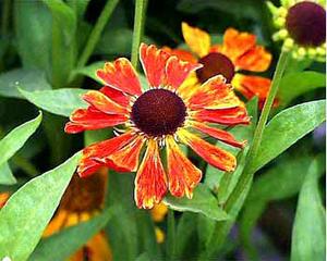 معرفی گل و گیاه >>>>>> هلنیوم: Helenium Moerheim Beauth