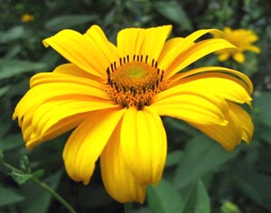 معرفی گل و گیاه >>>>>> هلیوپسیسی: Heliopsis helianthoides subsp Scarba