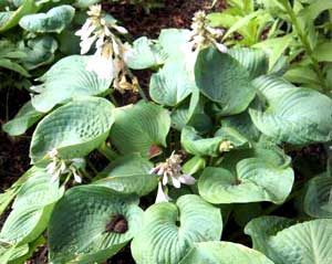 معرفی گل و گیاه >>>>>> هوستا: Hosta sieboldiana var elegans