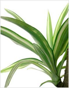 معرفی گل و گیاه >>>>>> یوکا: Yucca Elephantipes