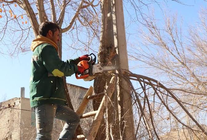 انتقاد از هرس درختان از سوی شهرداری