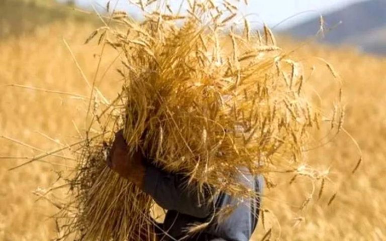 قیمت خرید تضمینی گندم ۱۹ هزار تومانی چگونه تعیین شد؟